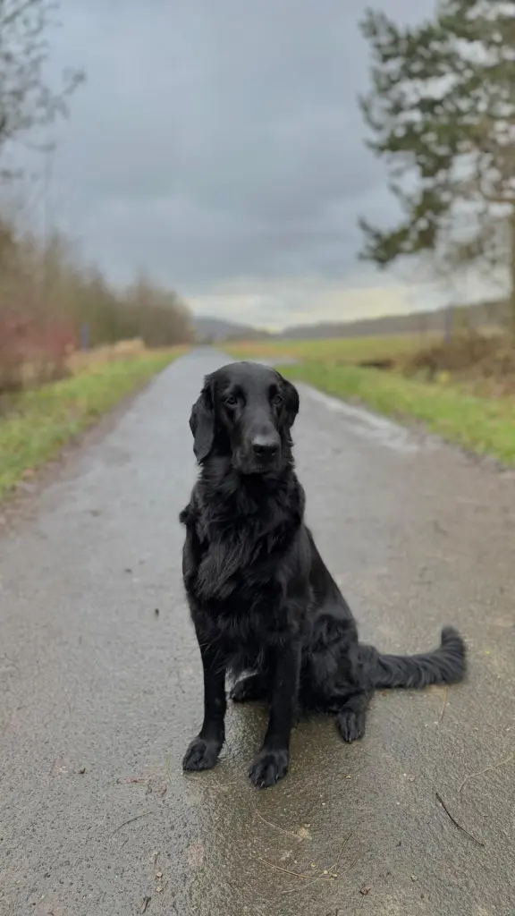 Bild von Coco