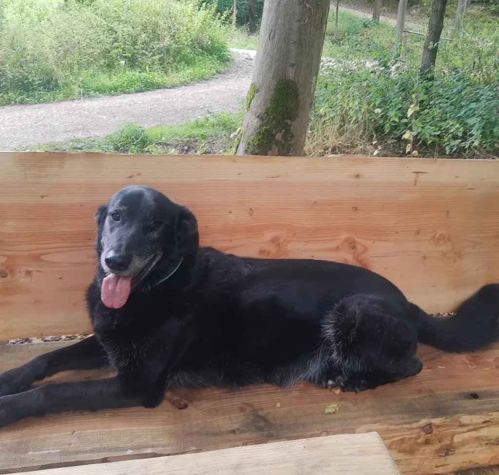 Condolence image of Wilma mit Carlo der immer bei mir sein wird💓