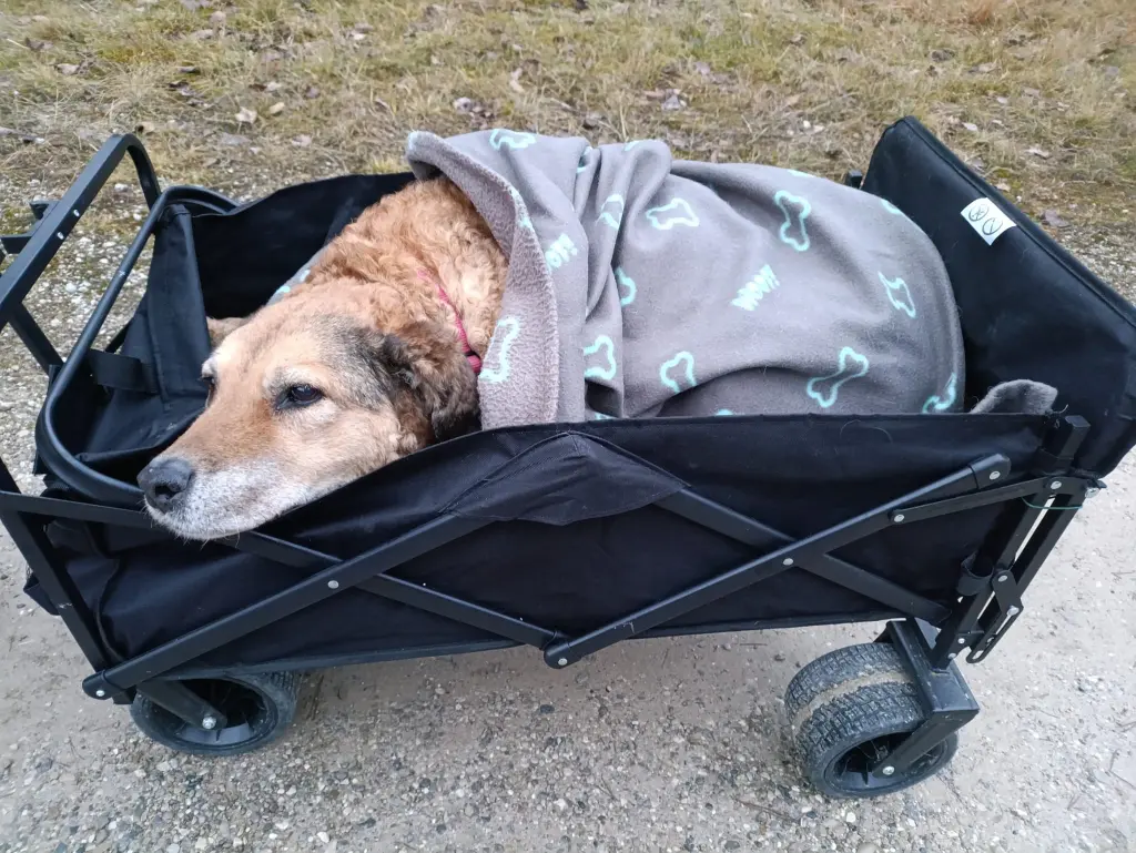 Dein letzter Spaziergang mit uns