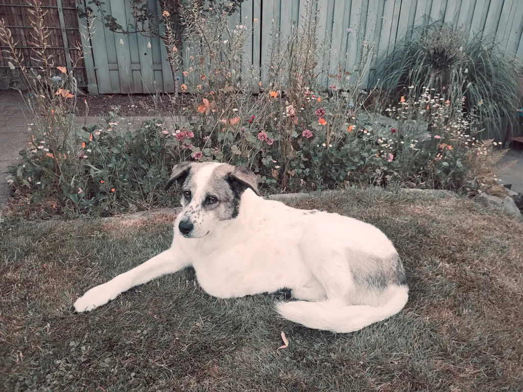 Bild von Maya