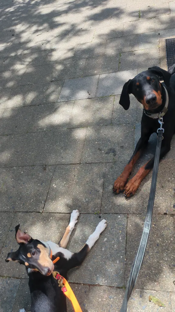 Condolence image of Josefa Friese