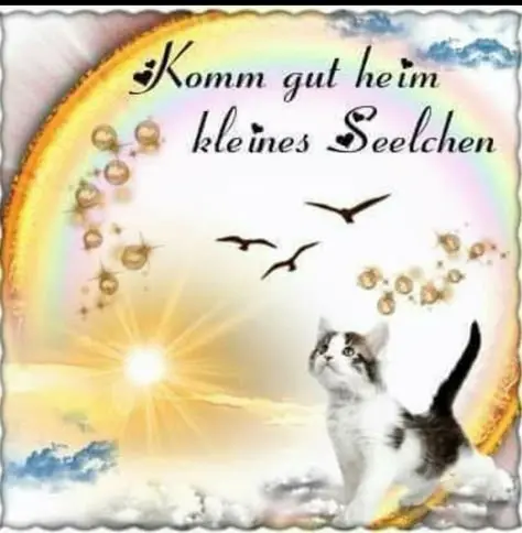 Condolence image of Konny mit Piccolino-Fly tief im ❤️