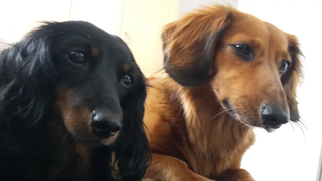 Jacky (r) mit seiner Freundin Sissy (l) RIP meine beiden Engel.