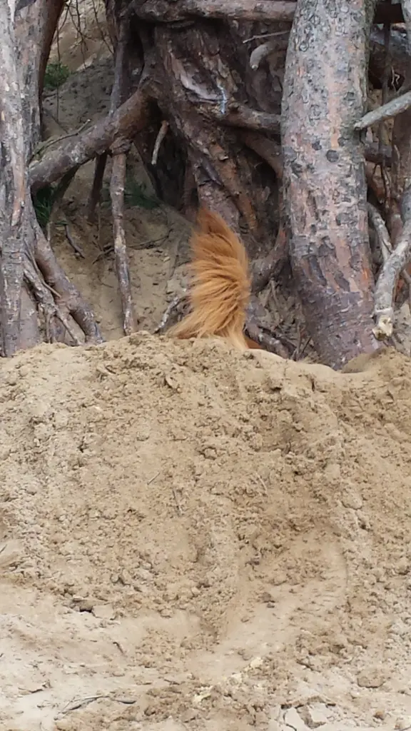 Neue Pfanzenart im Wald entdeckt. Die Dackelpalme.
