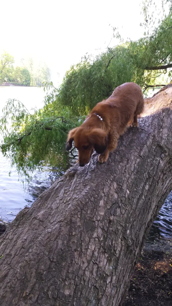Dackel ohne Furcht. Klettern auf umgestürzte Bäume am See.