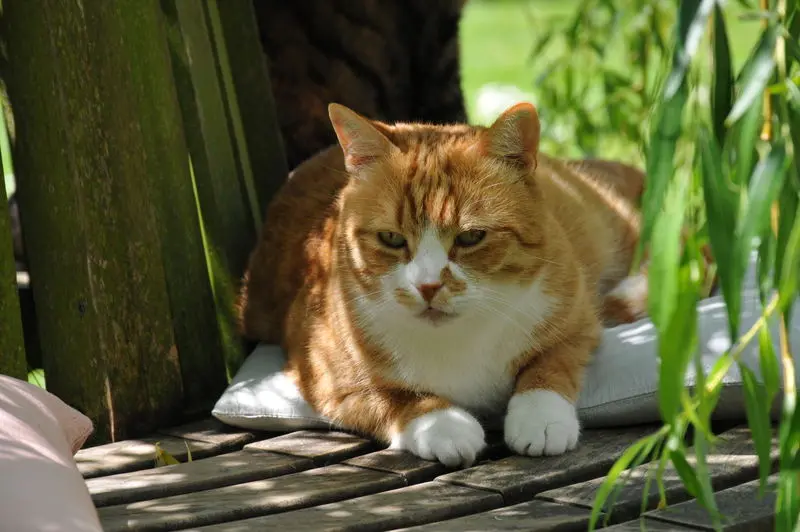 Condolence image of Für Gusti in unendlicher Liebe