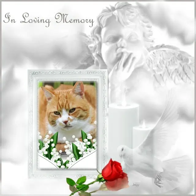 Condolence image of 5.Sternchen❤Gedenktag❤❤❤❤❤