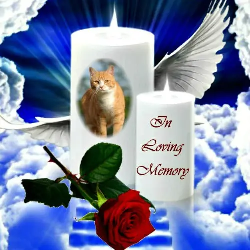 Condolence image of 5.Sternchen❤Gedenktag❤❤❤❤❤