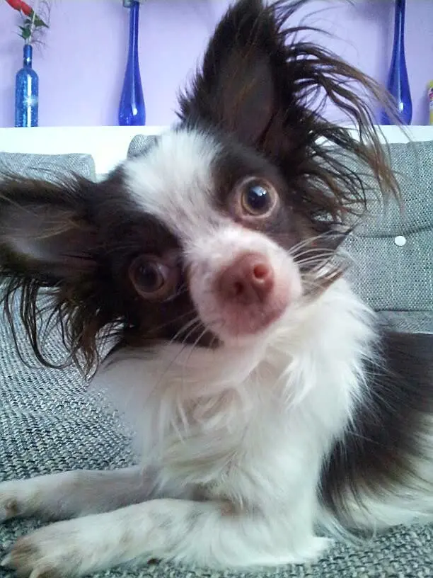 Image from Luna