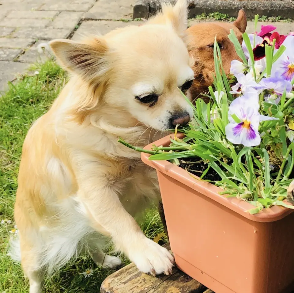🌺Amai