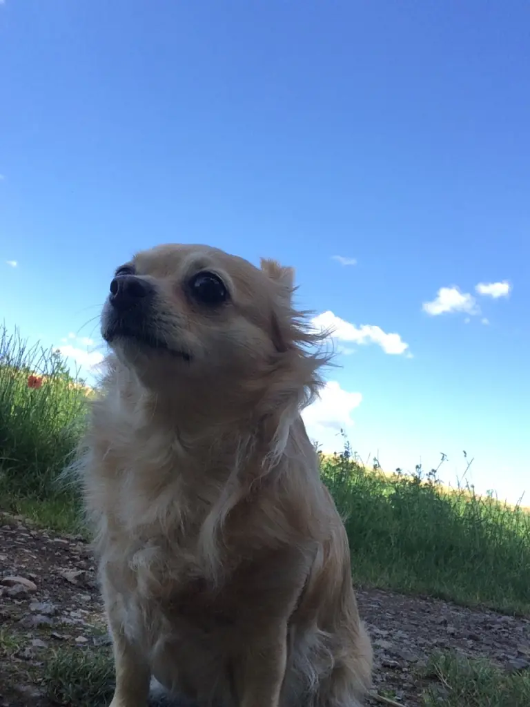 Mein kleiner Freigeist 🫶❤️