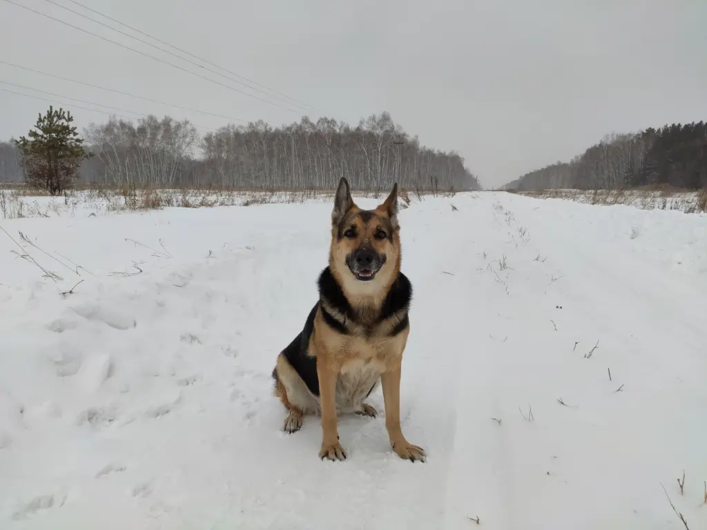 Remа freut sich über den Schnee