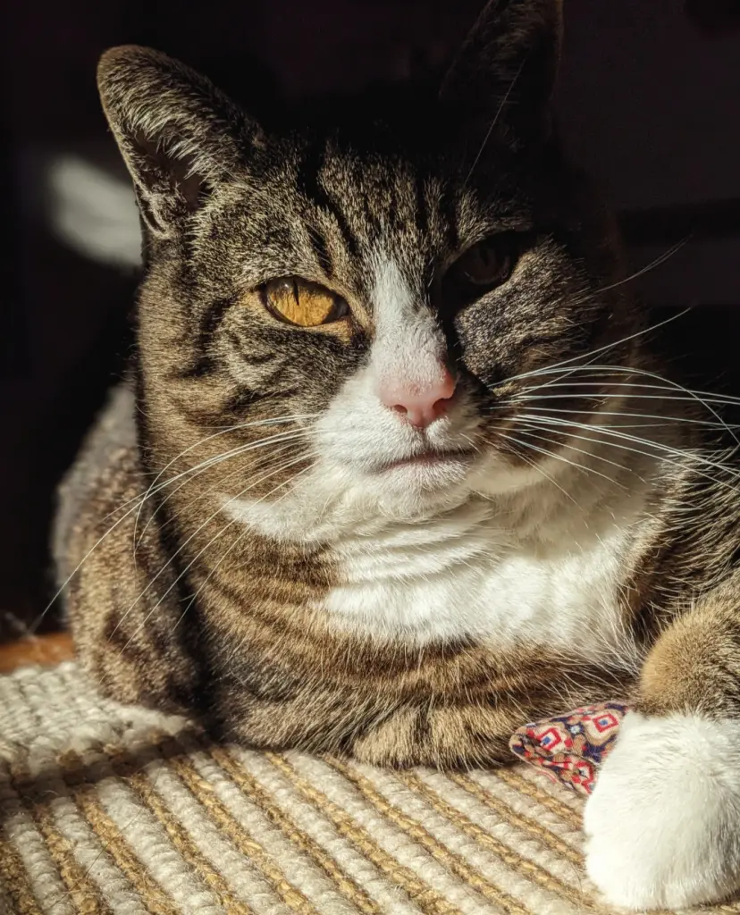 Bild von Josie