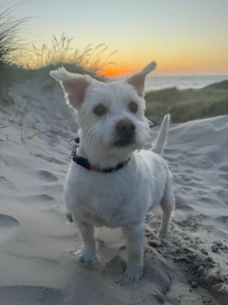 Image from Benny (BIBI)