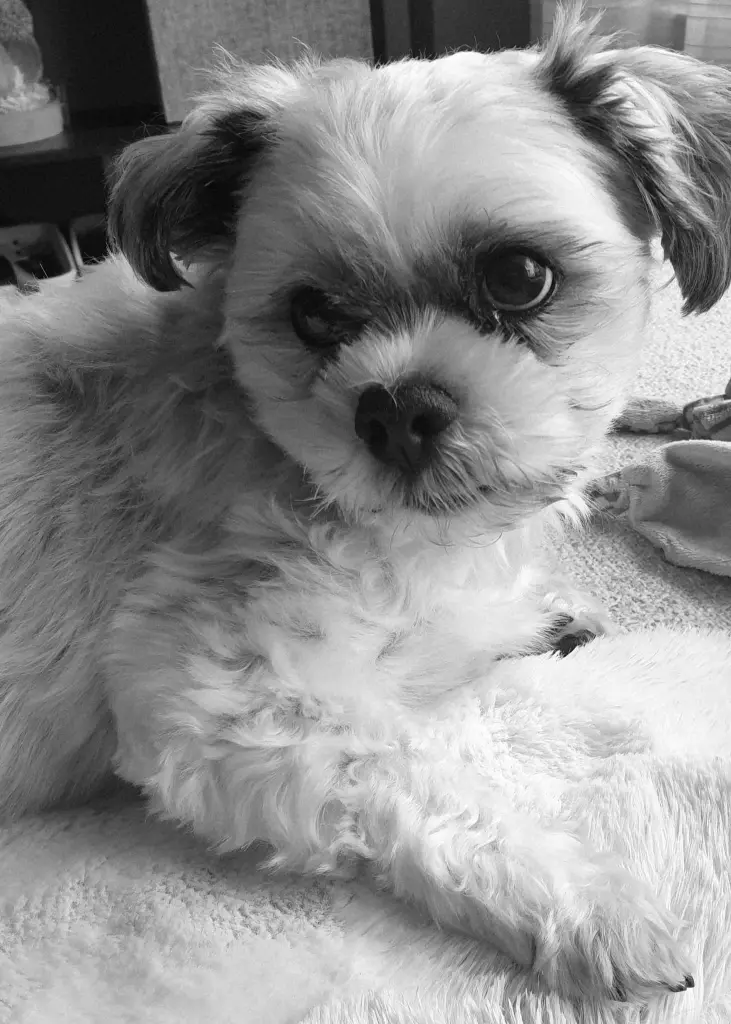 Image from Cookie