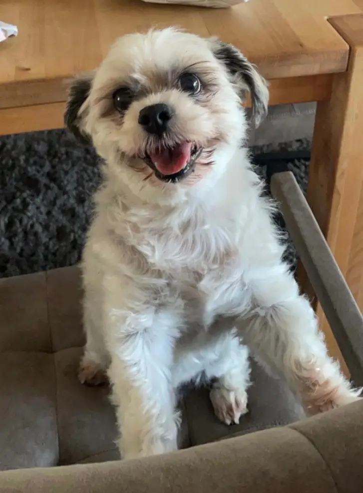 Image from Cookie