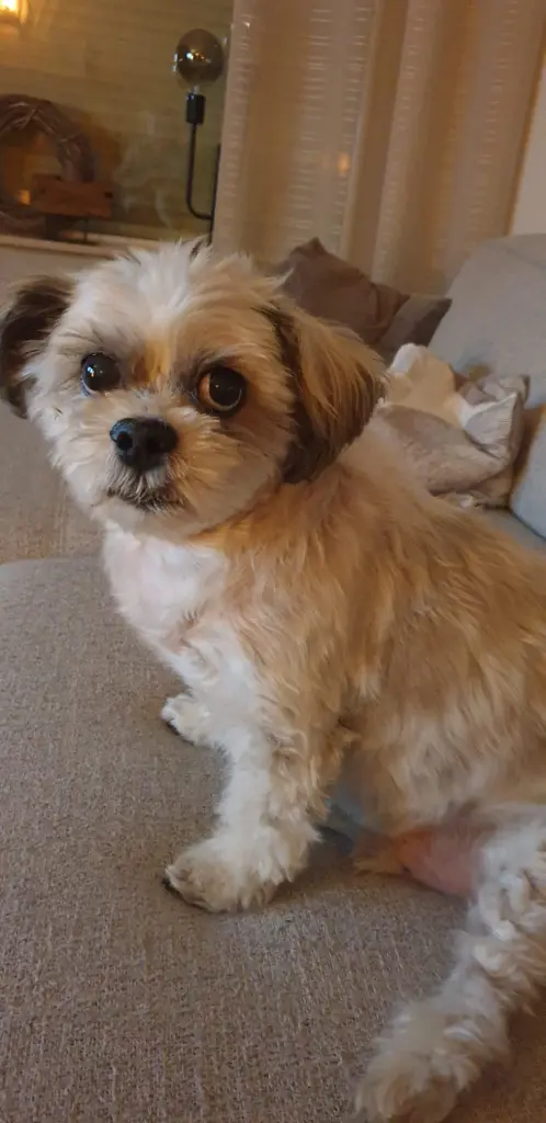 Image from Cookie