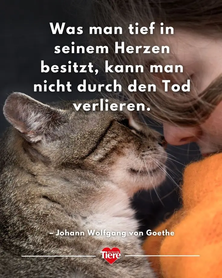 Condolence image of Erwin 💕 In liebe und gedenken,dein Vater 😔🥺