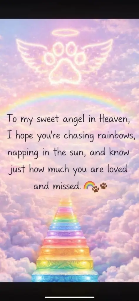 Condolence image of Eine Mitteilung für meinen geliebten Engel 🪽🌈🐾🌠💗🫶