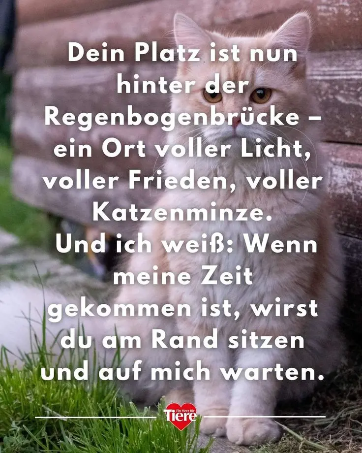 Condolence image of Erwin mein geliebter Sohn ❤️🐾🌠🌈 Dein Papa vermisst dich 😣🥺