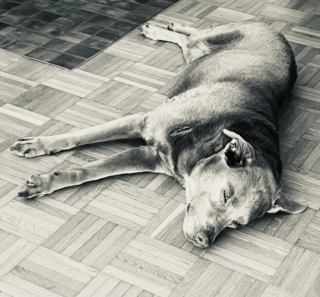 Der liebste Hund der Welt