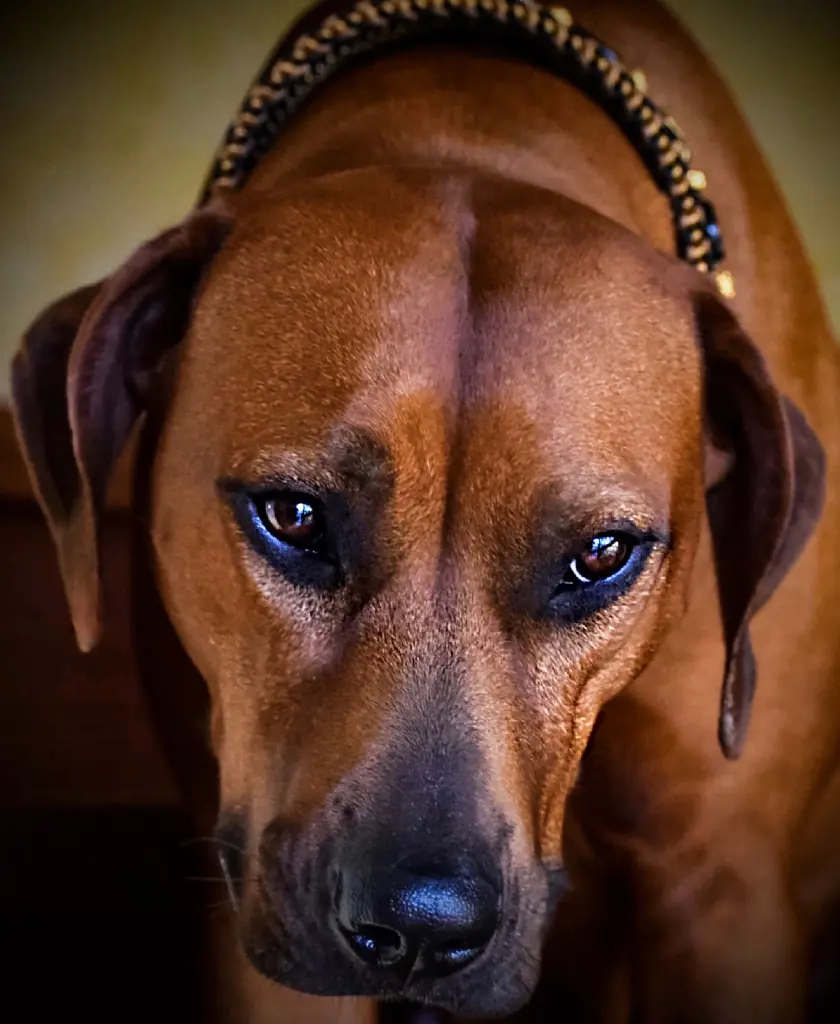 Image from Königin Ashanti