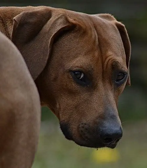 Image from Königin Ashanti