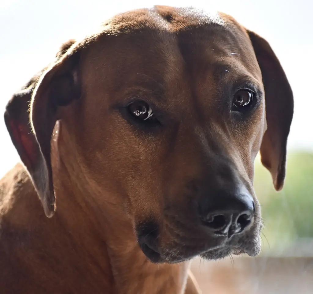 Image from Königin Ashanti