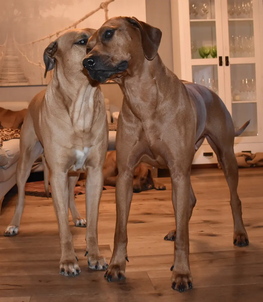 Image from Königin Ashanti