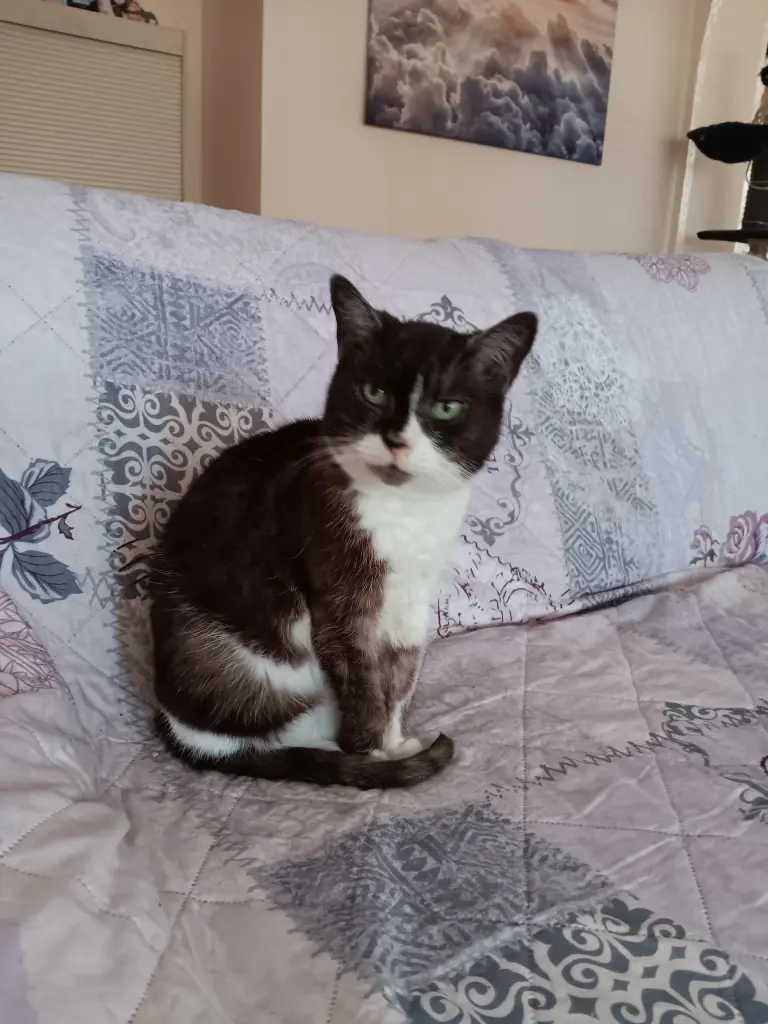 Kitty die Prinzessin