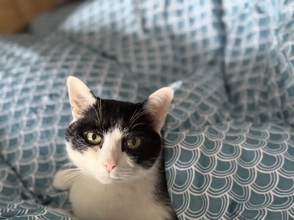 Condolence image of Bamthree