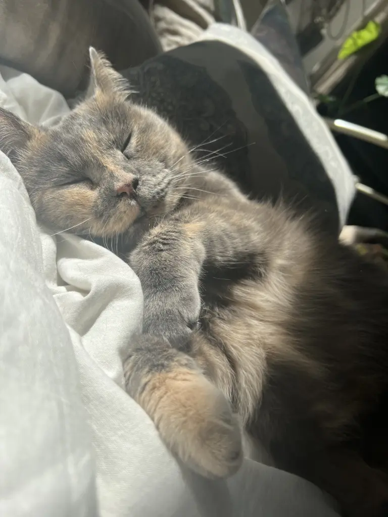 Condolence image of Anna