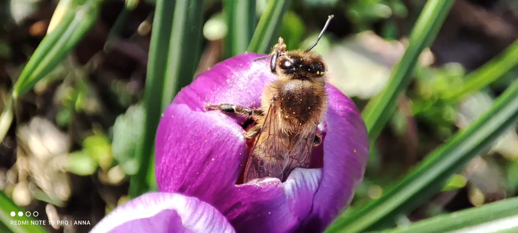 Condolence image of Anna Eckmann