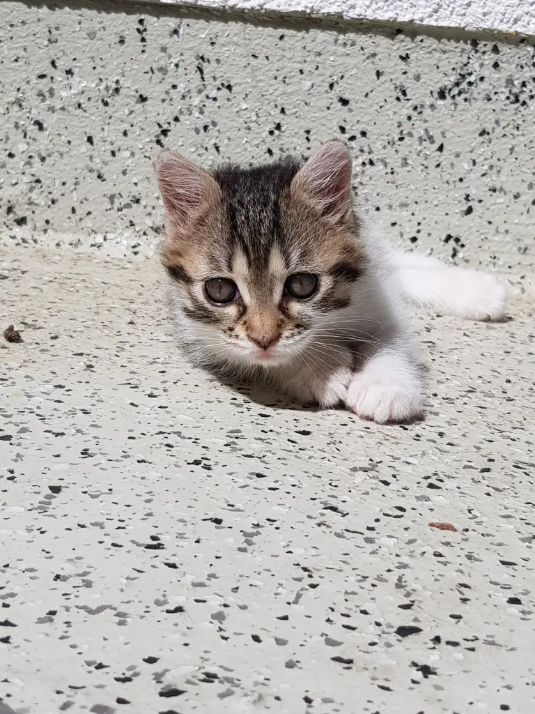 Condolence image of Laura Sachs