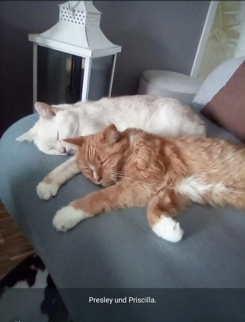 Condolence image of Beate mit Presley im Herzen❤