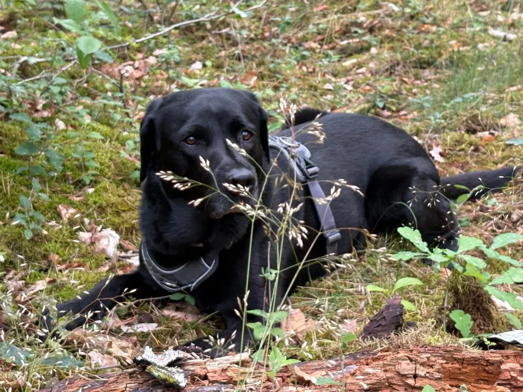 Einer der vielen Waldtouren
