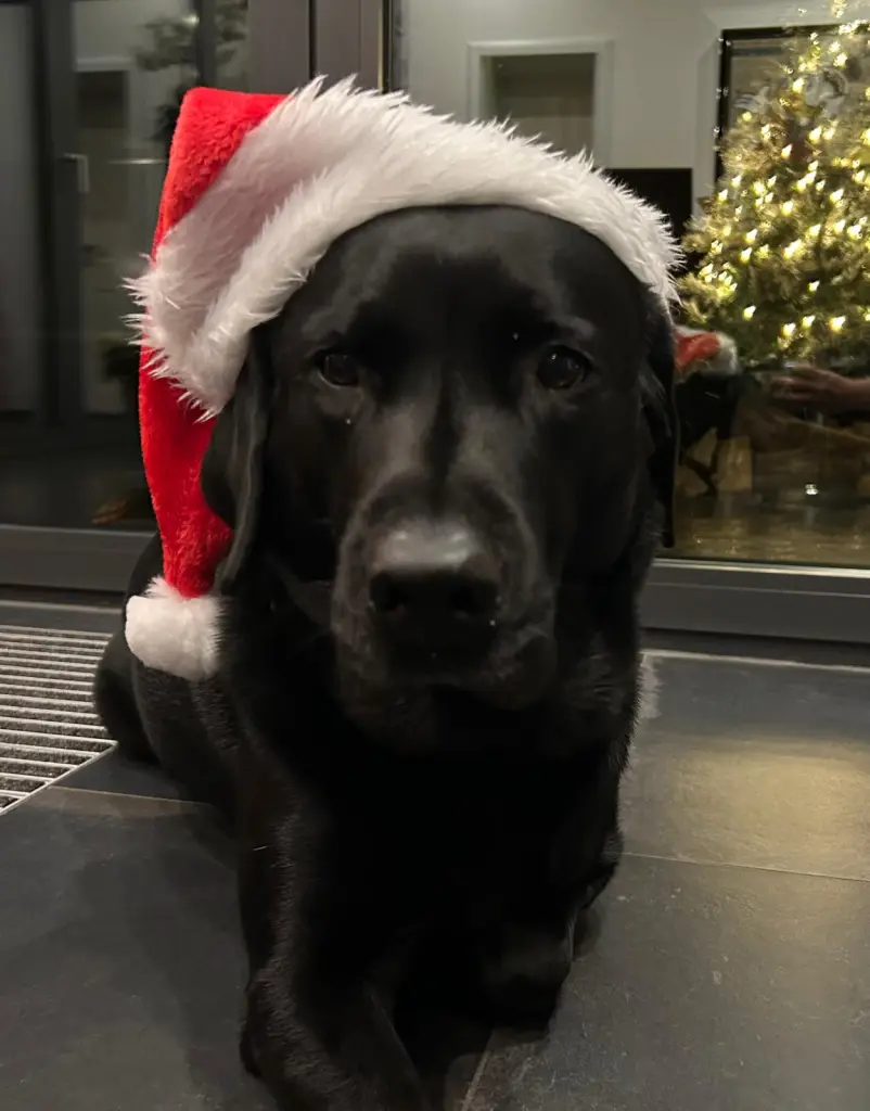 Christmas dog