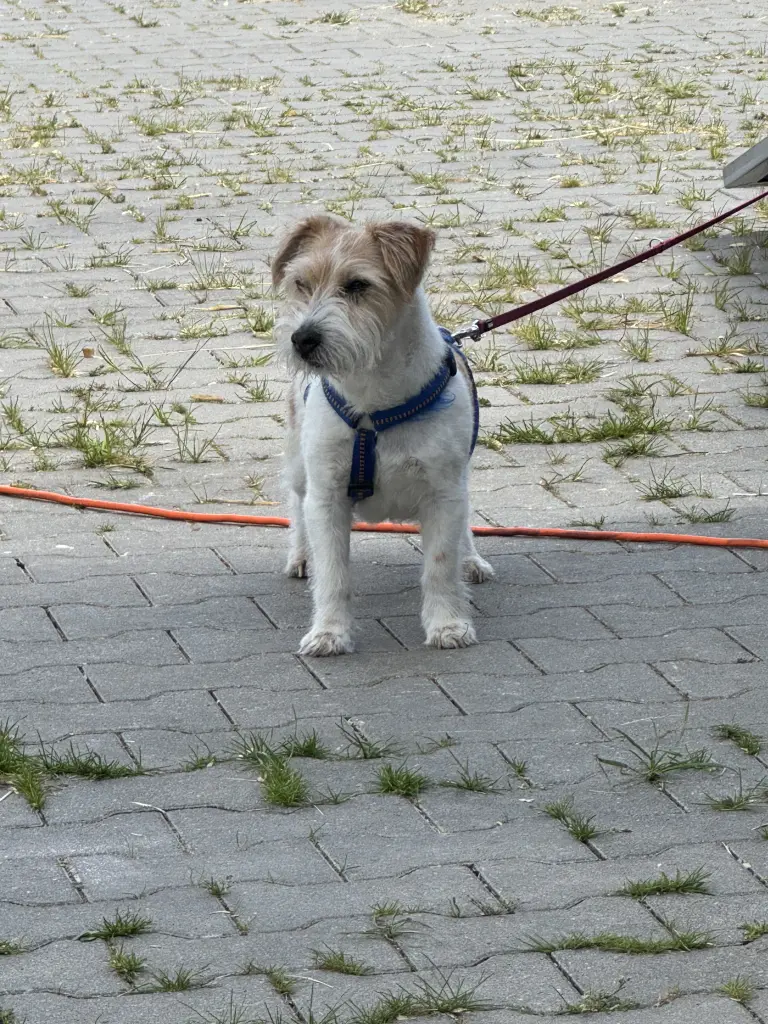 Bild von Lizzy