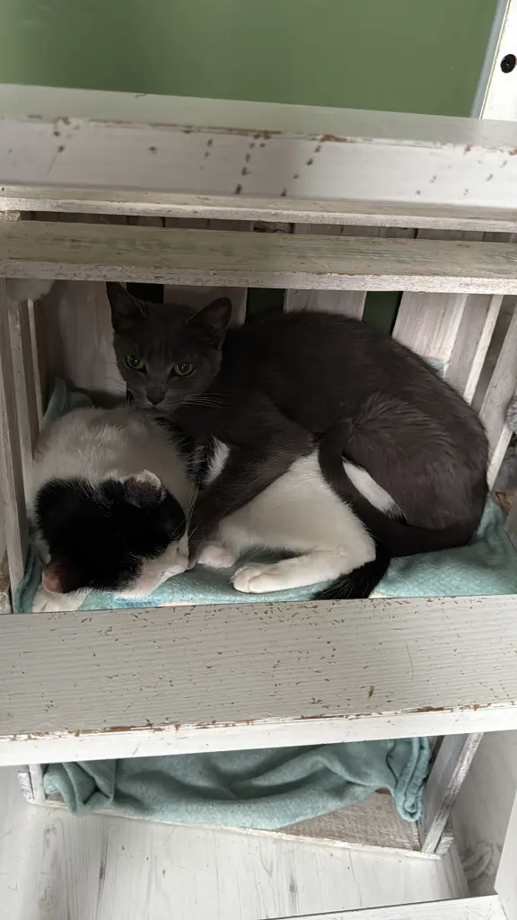 Condolence image of Misses Grey