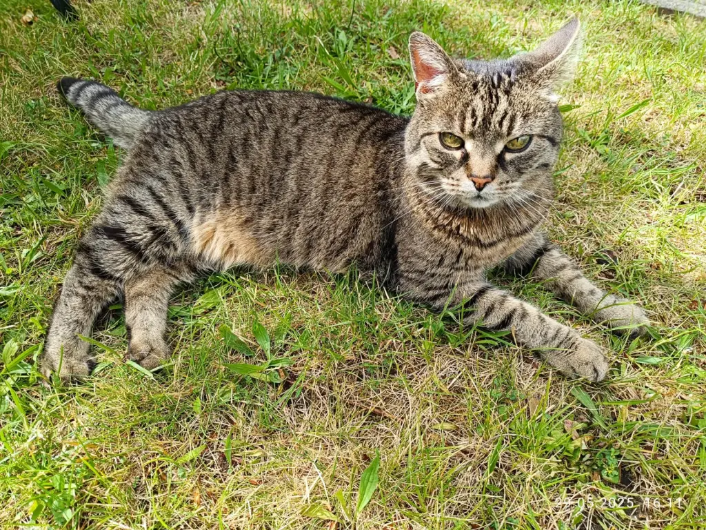 Image from Kitty