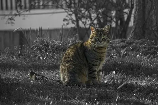 Image from Kitty