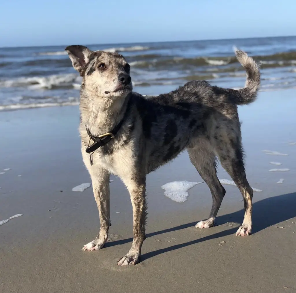 Image from Dingo