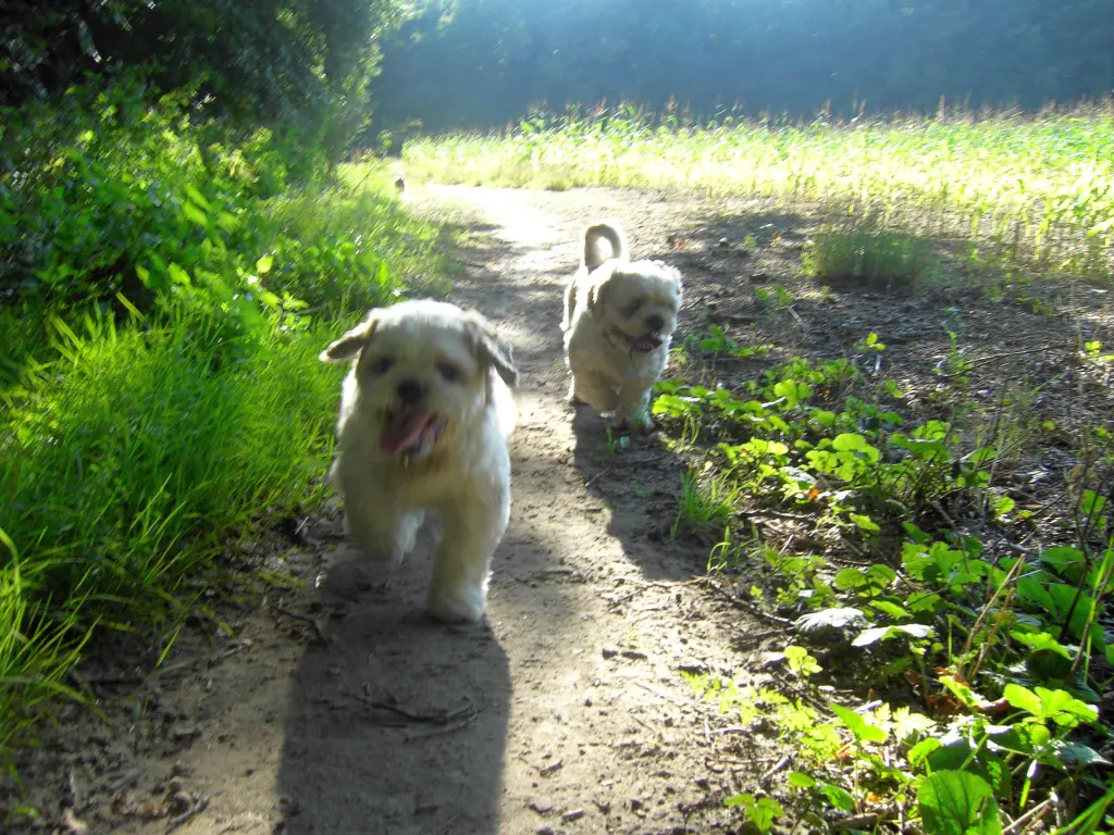 Condolence image of Marika mit Balou und Hippo im Herzen