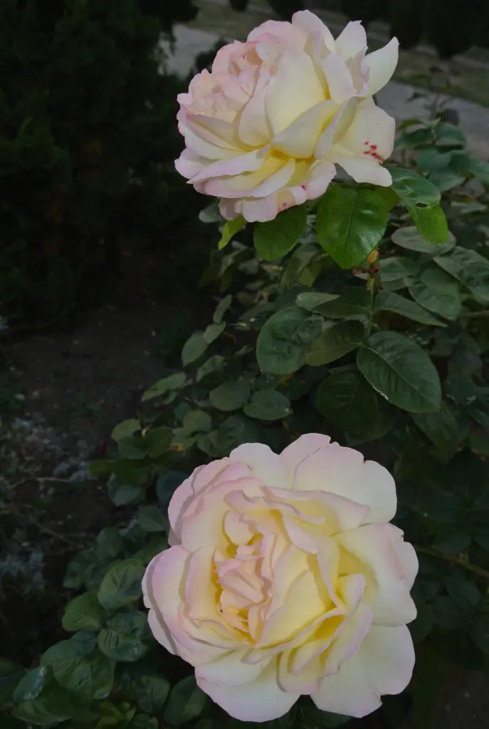 Condolence image of Kathrin