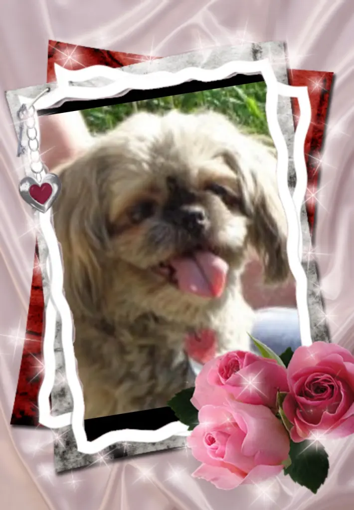 Condolence image of Fur Susi❤