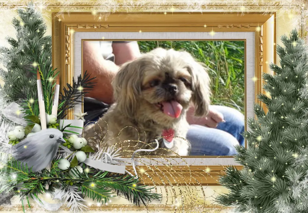 Condolence image of Klaudia mit Misiu❤❤❤Ganz Tief im Herzen❤