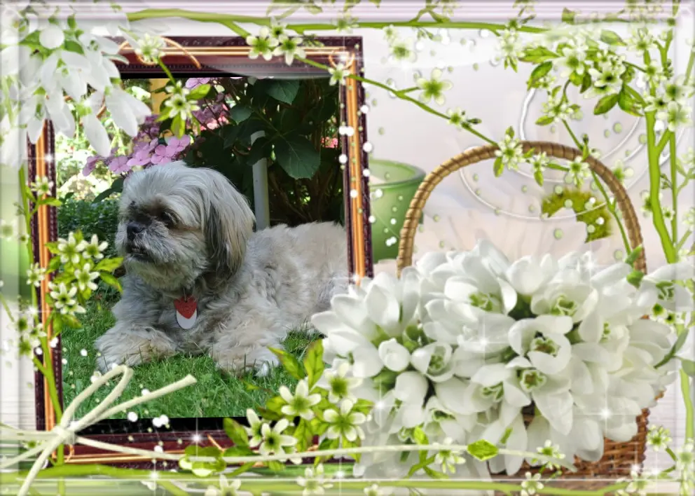 Condolence image of Guten Abend❤️