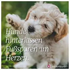 Condolence image of Deinem Frauchen