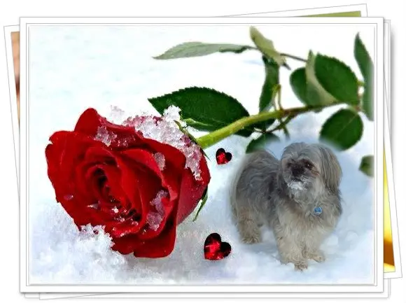 Condolence image of Liebe Susi❤️