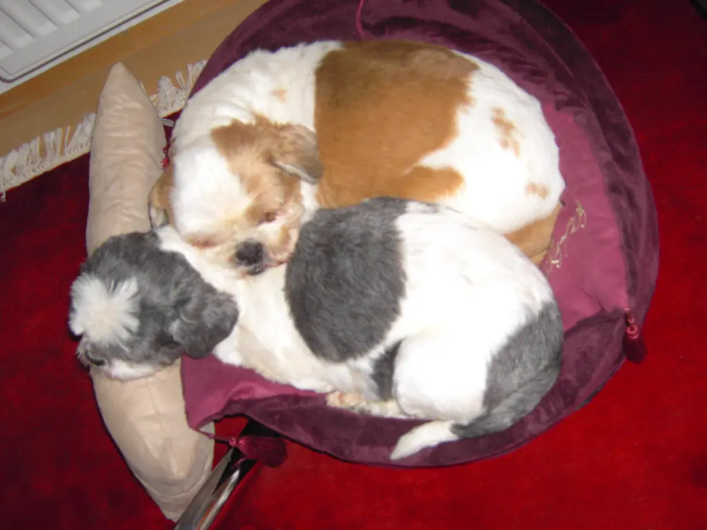 Condolence image of Marika mit Balou und Hippo im Herzen